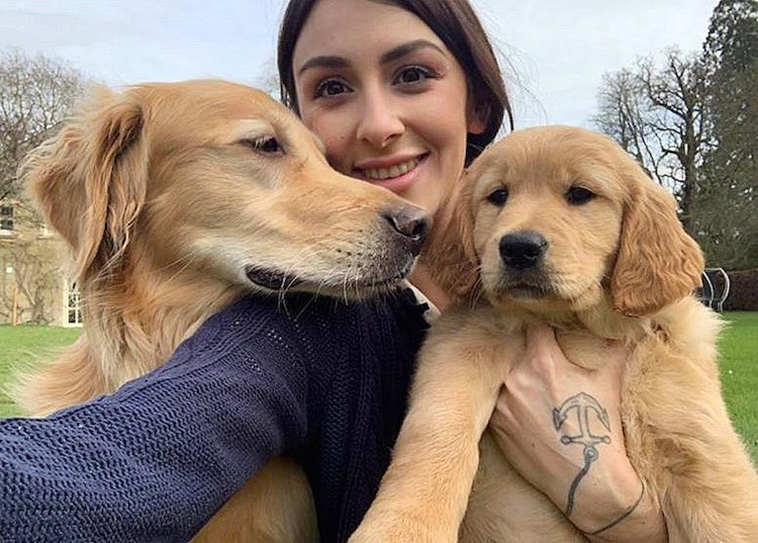 golden retriever photos