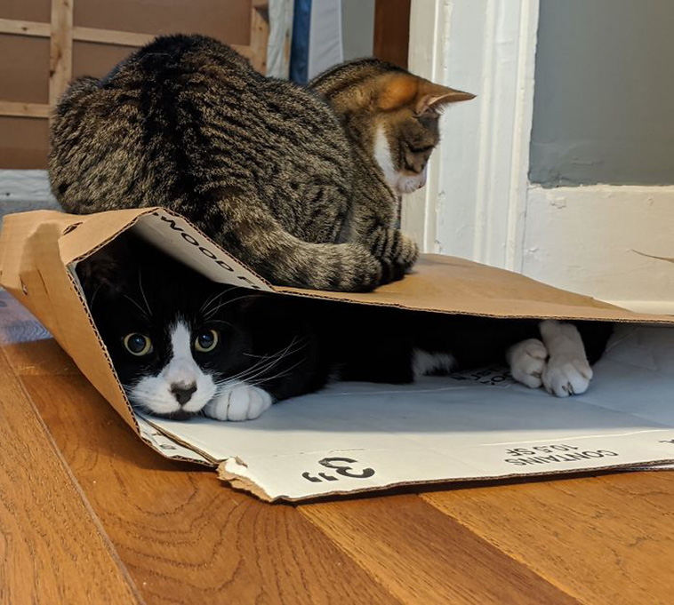 whats wrong with your cat