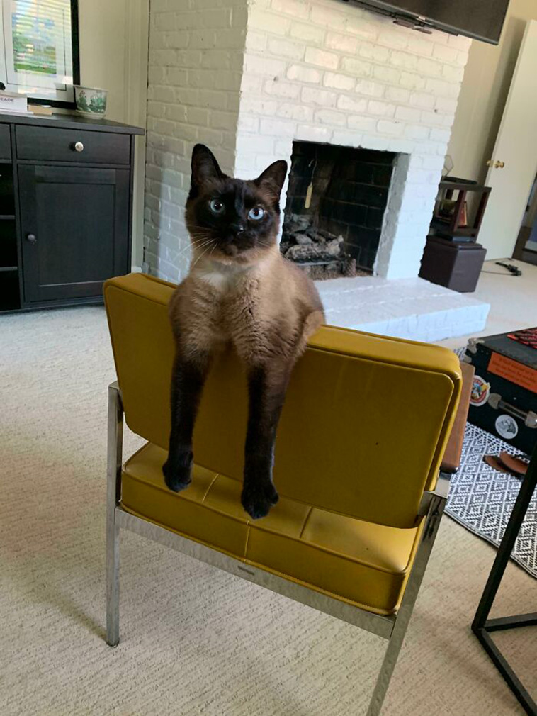 whats wrong with your cat