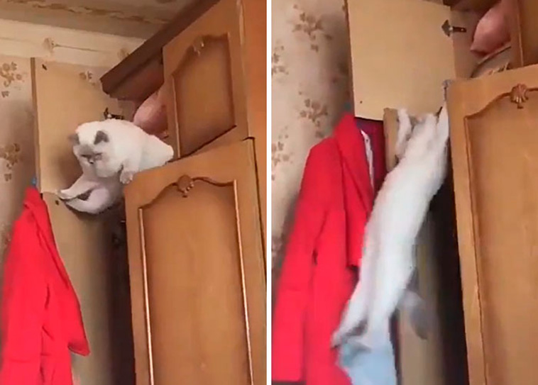 whats wrong with your cat