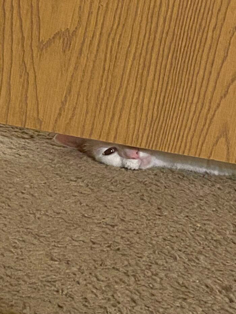 whats wrong with your cat