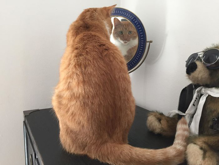whats wrong with your cat