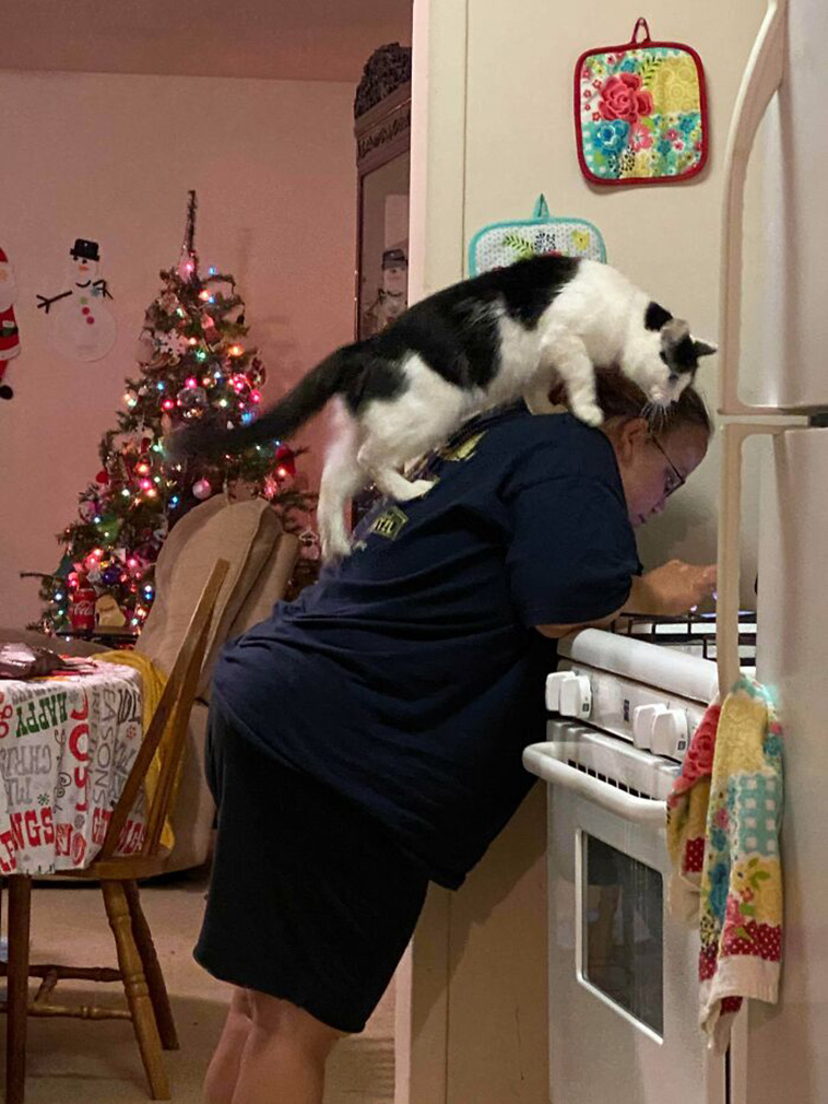 whats wrong with your cat