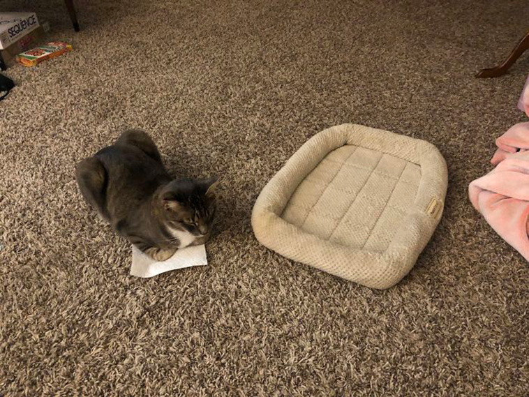 whats wrong with your cat