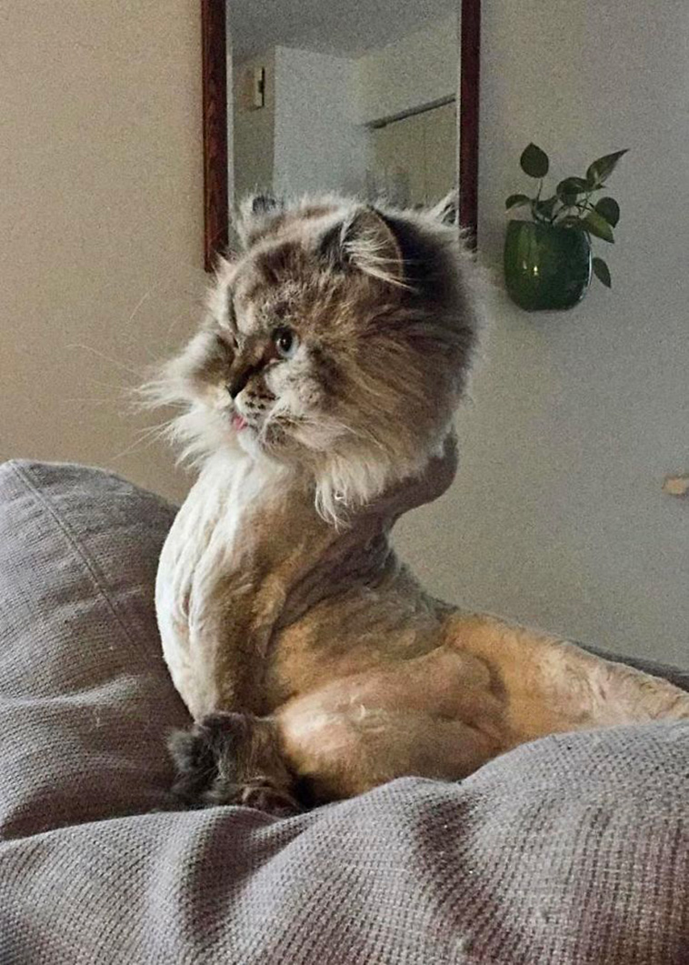 whats wrong with your cat