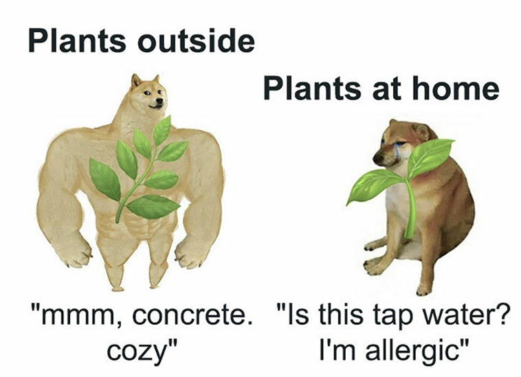 amusing memes