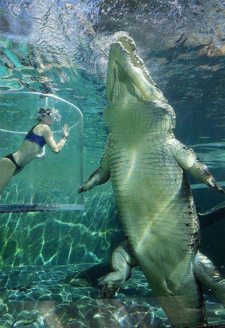 animal size comparison