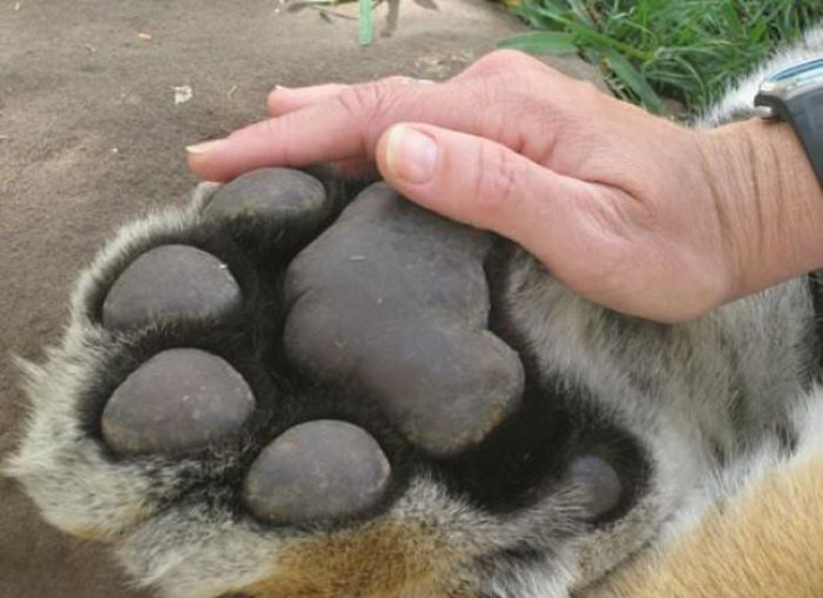 animal size comparison