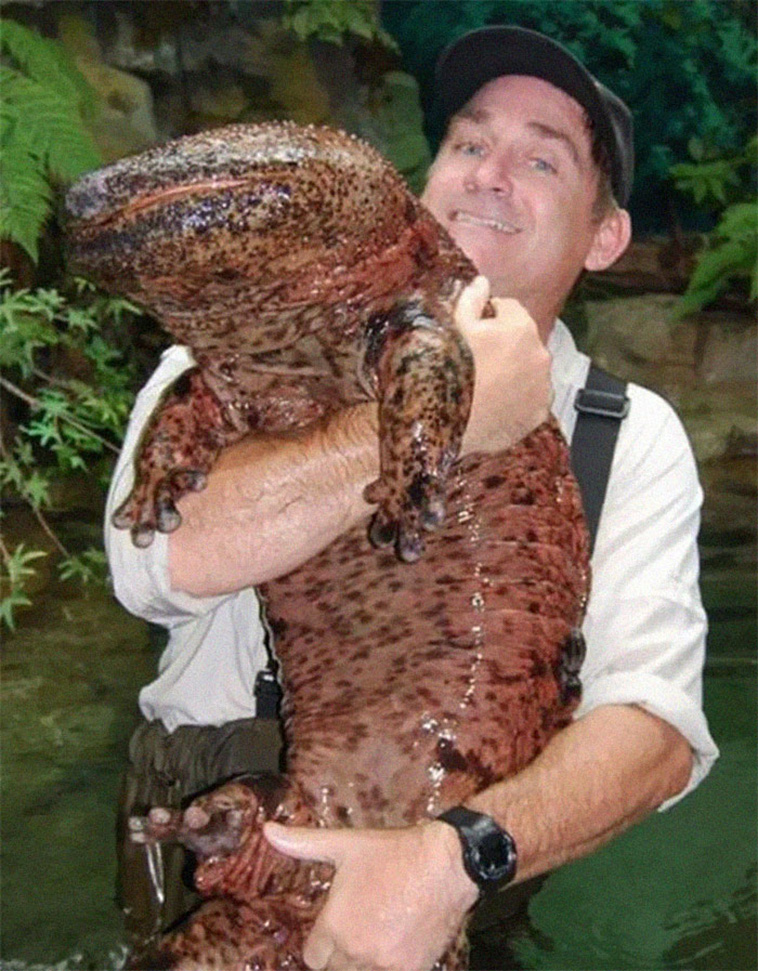 animal size comparison