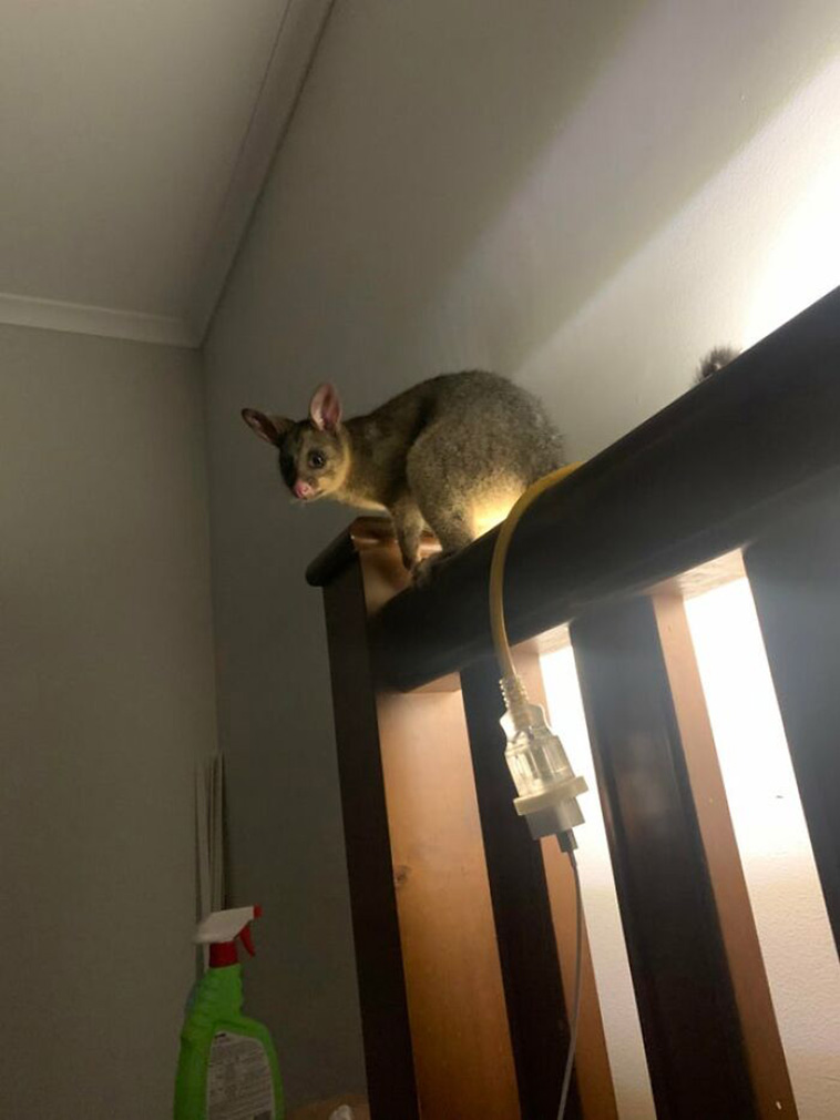 australia weird things
