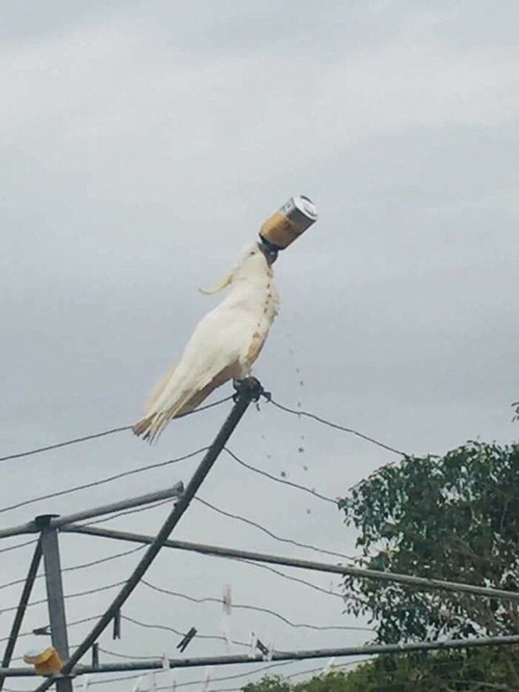 australia weird things
