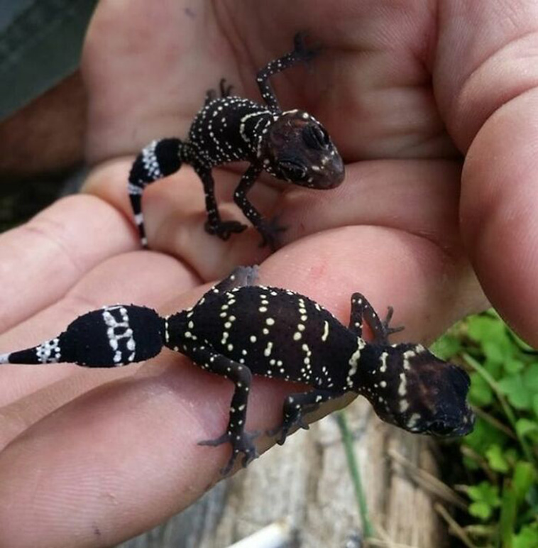 australia weird things