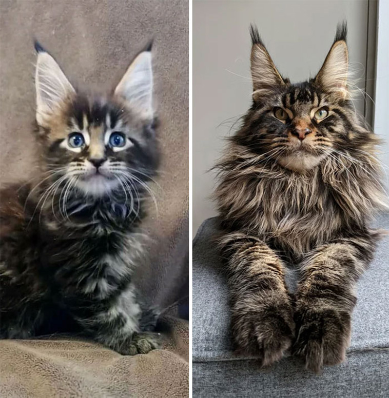 cute cats