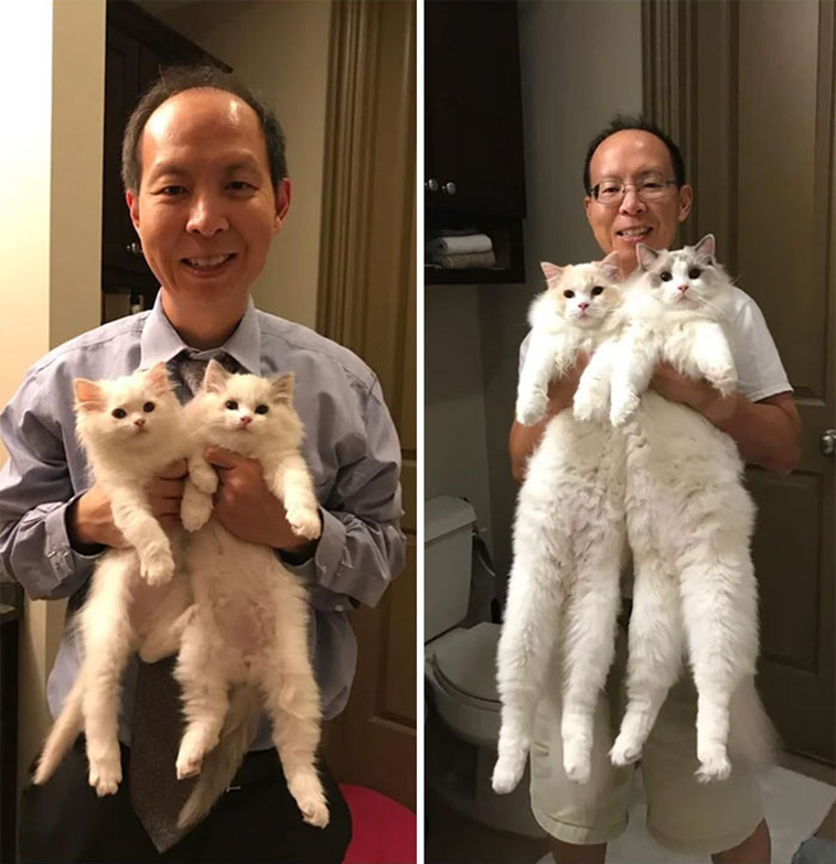 cute cats