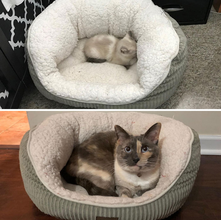 cute cats