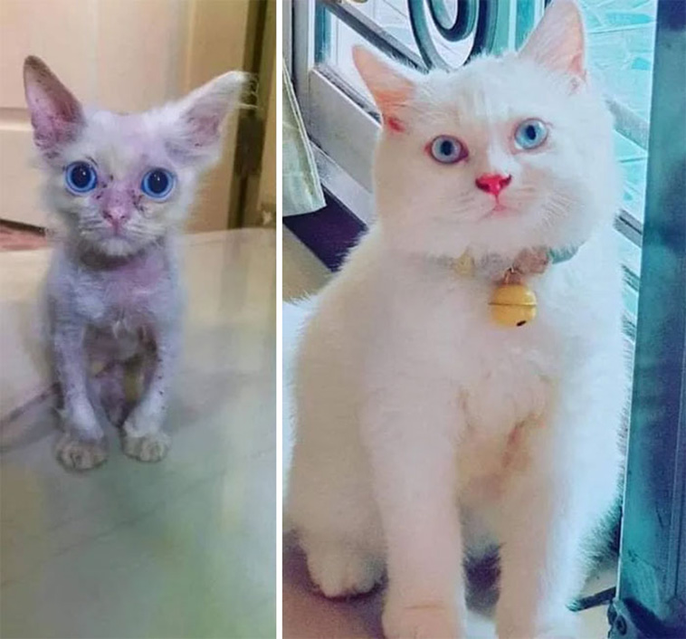 cats growing up