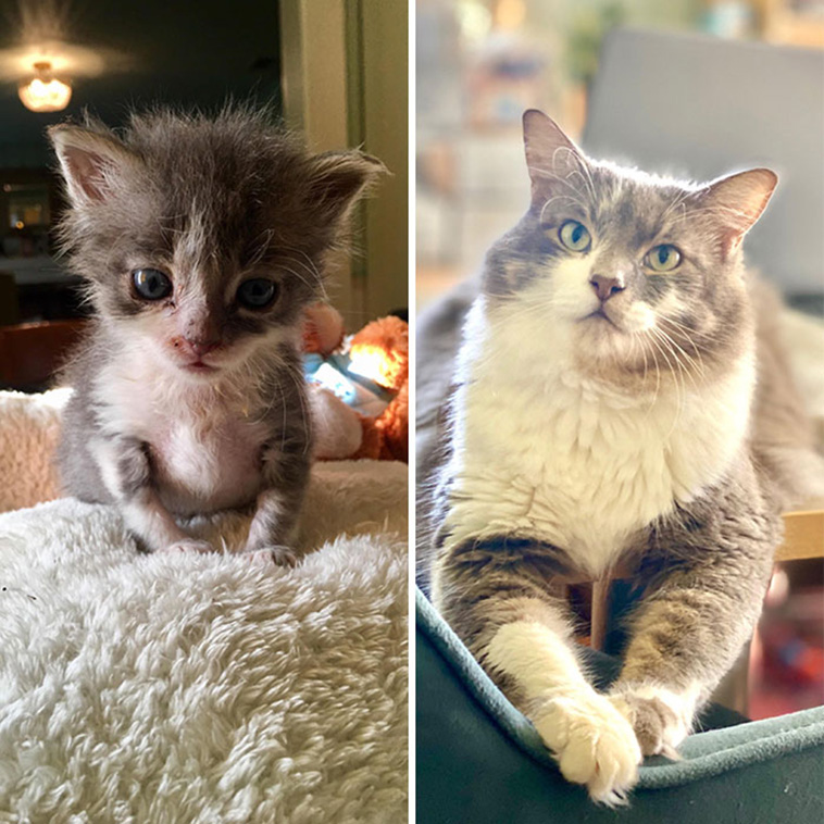 cats growing up