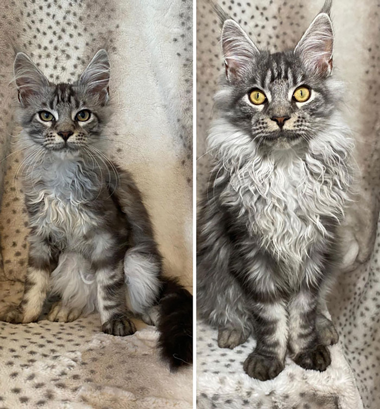 comparison images