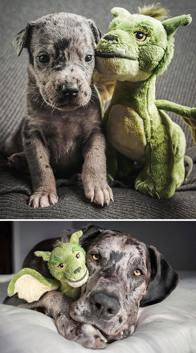dogs growing up
