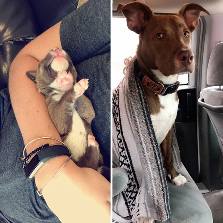 dogs growing up