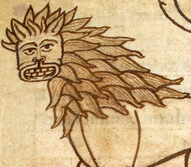 drawing lions