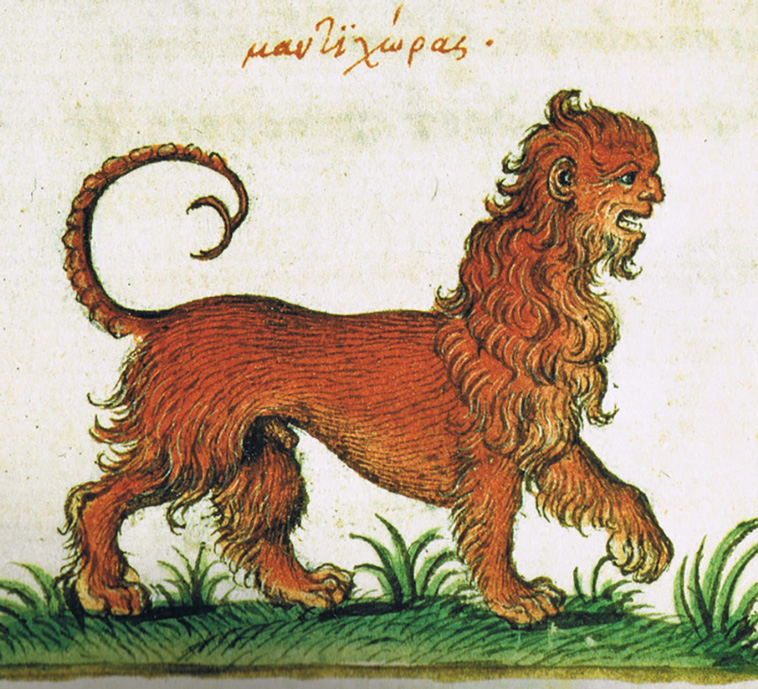 drawing lions