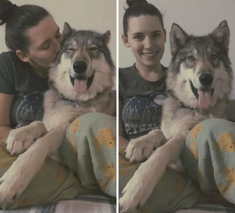 family portrait dogs