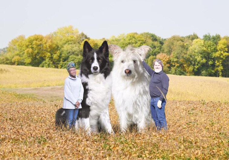 family portrait dogs