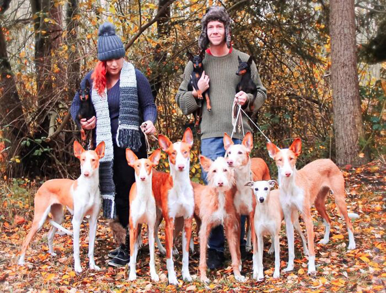 family portrait dogs