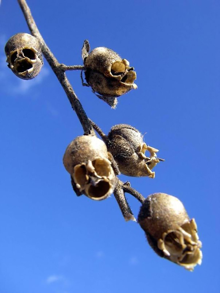 frightening nature