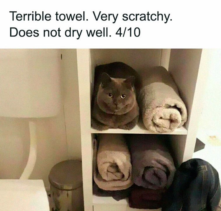 funny cat memes