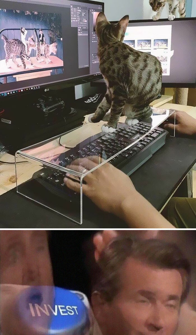 funny cat memes
