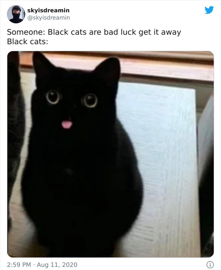 funny cat memes
