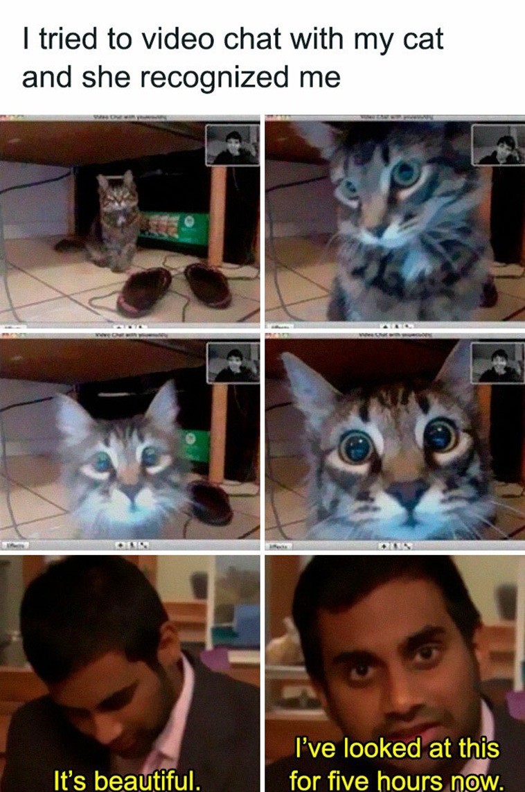 funny cat memes