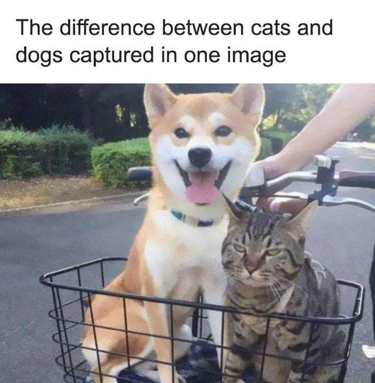 funny cat memes