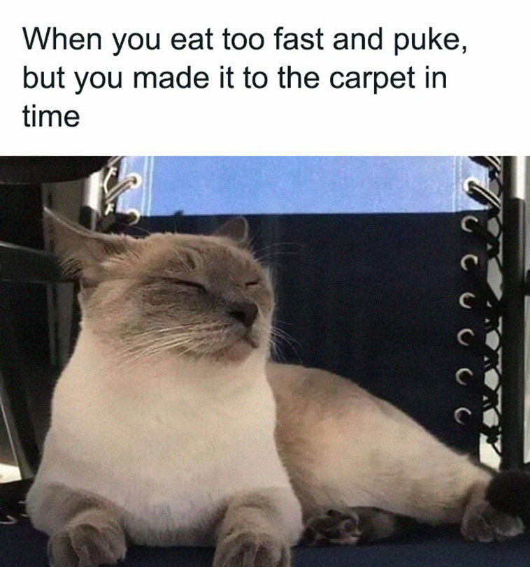 funny cat memes