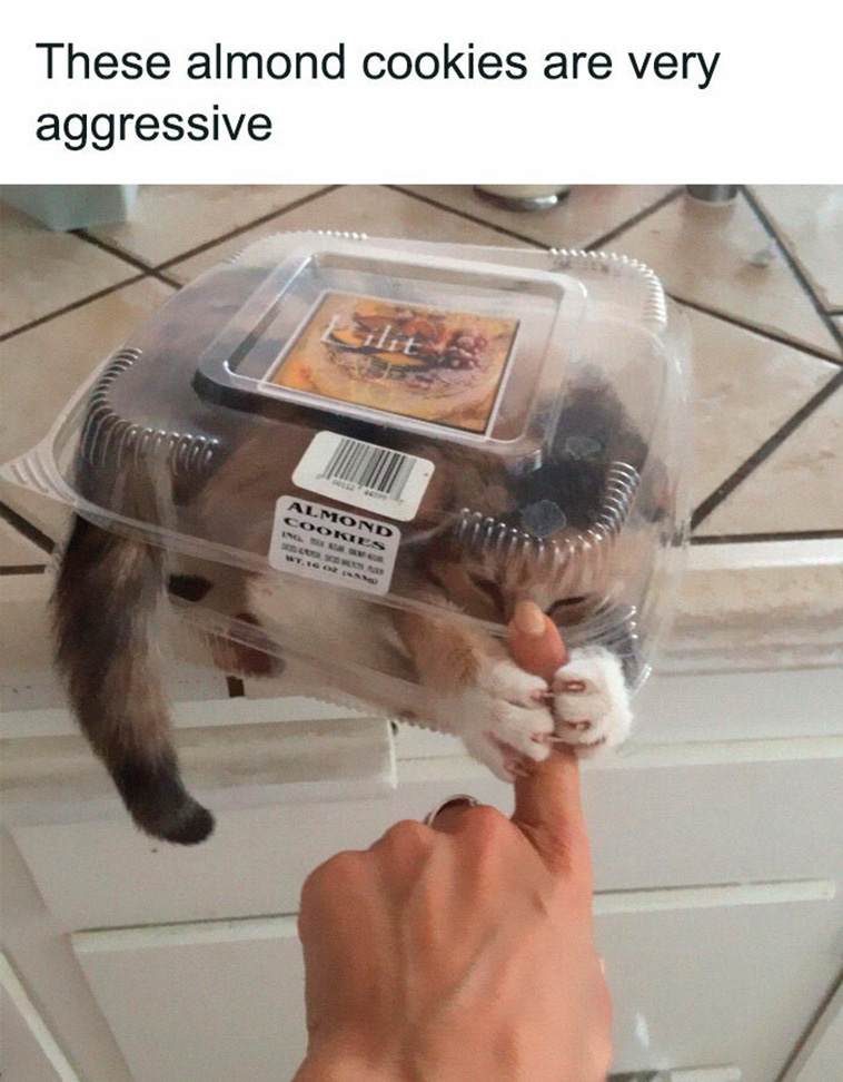 funny cat memes