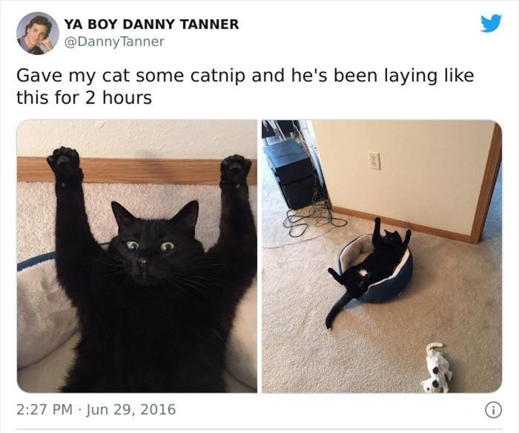 funny cat memes