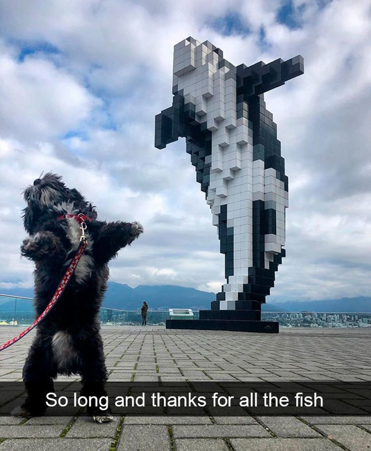 funny dogs snapchats