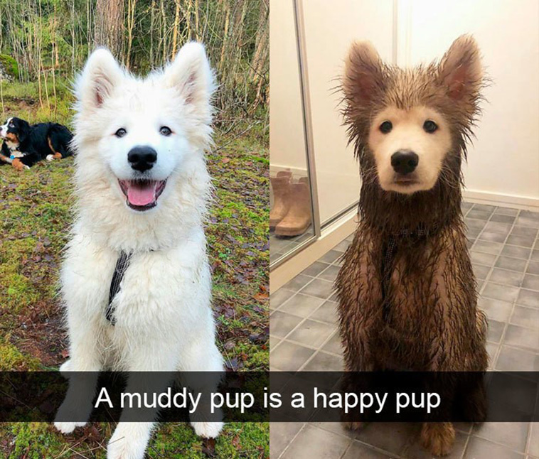 funny dogs snapchats