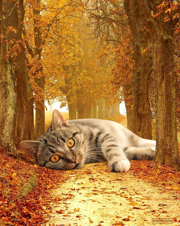 giant cats