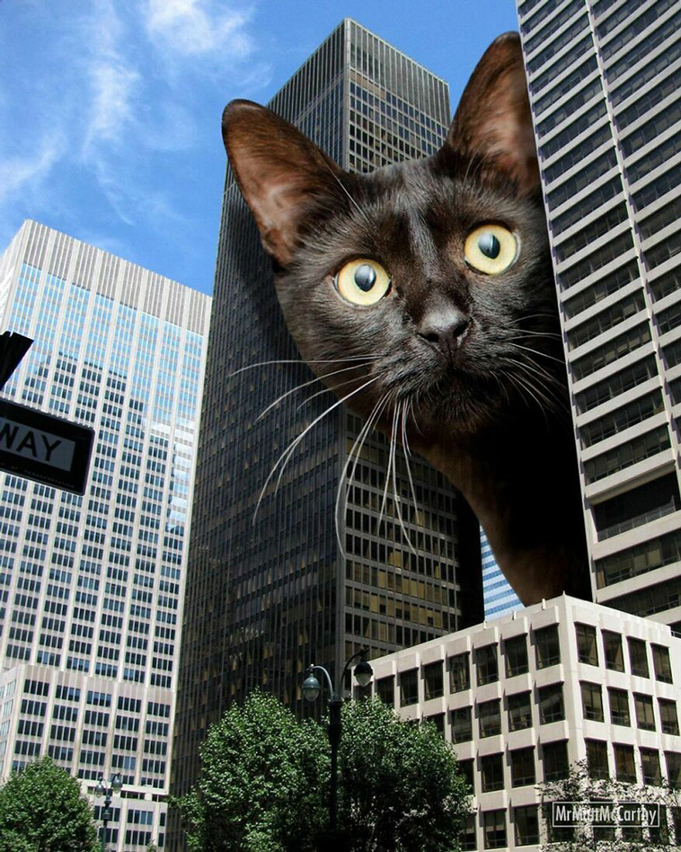 giant cats