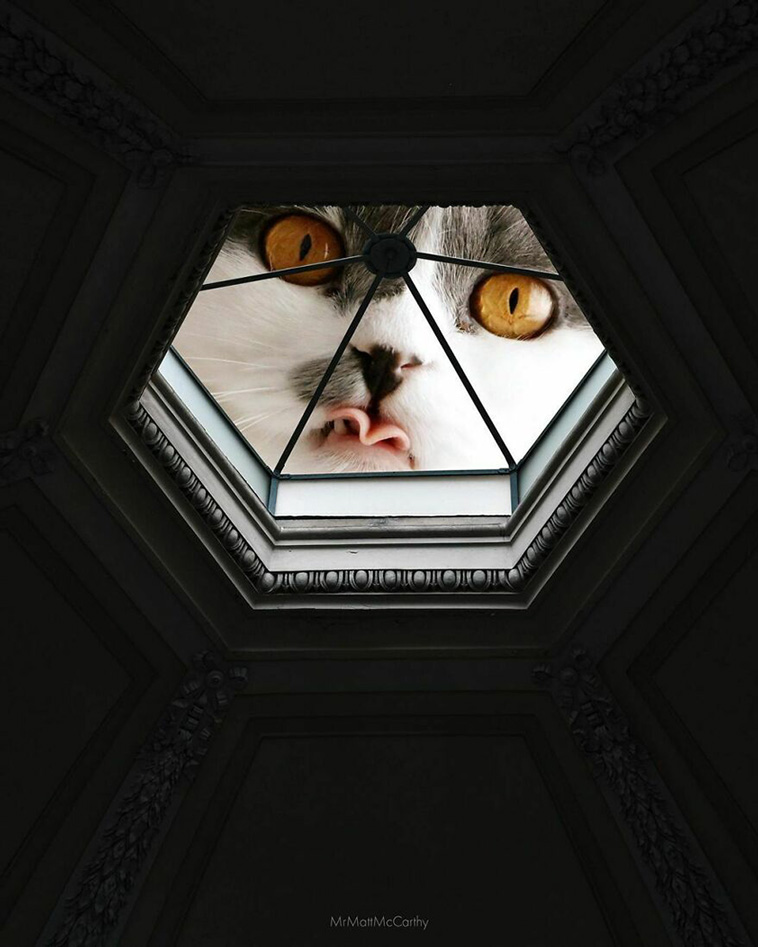 giant cats