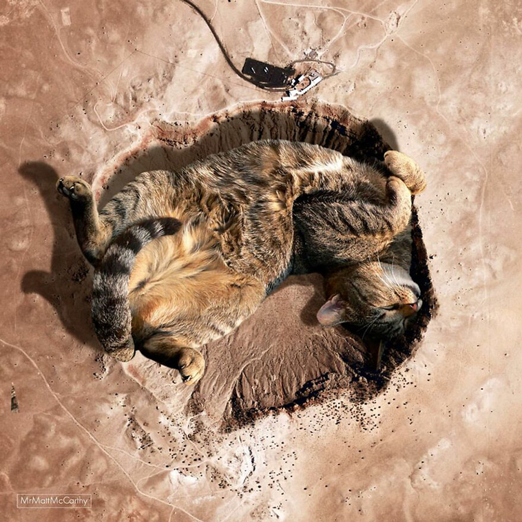 giant cats