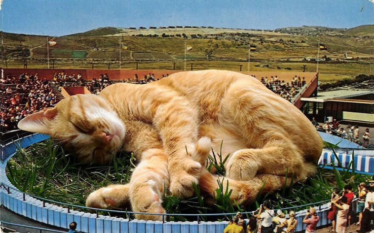 giant cats