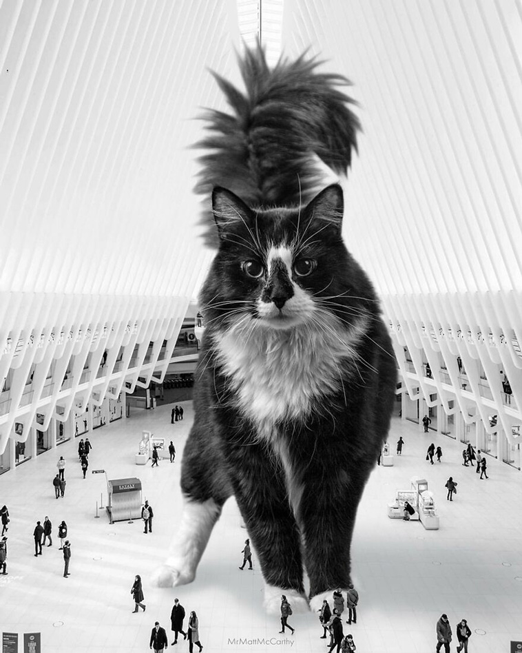 giant cats