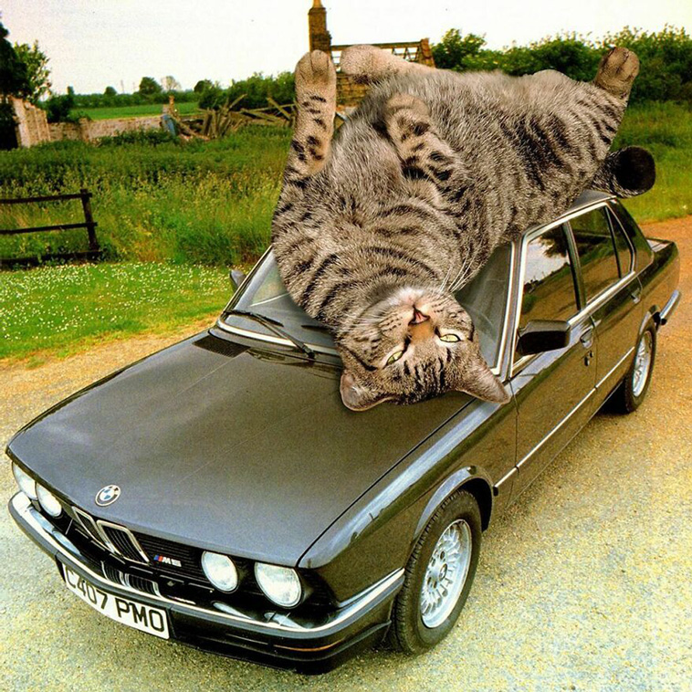 giant cats