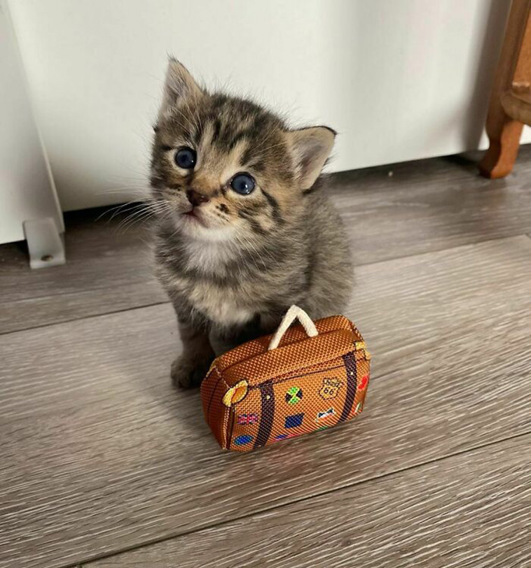small cats
