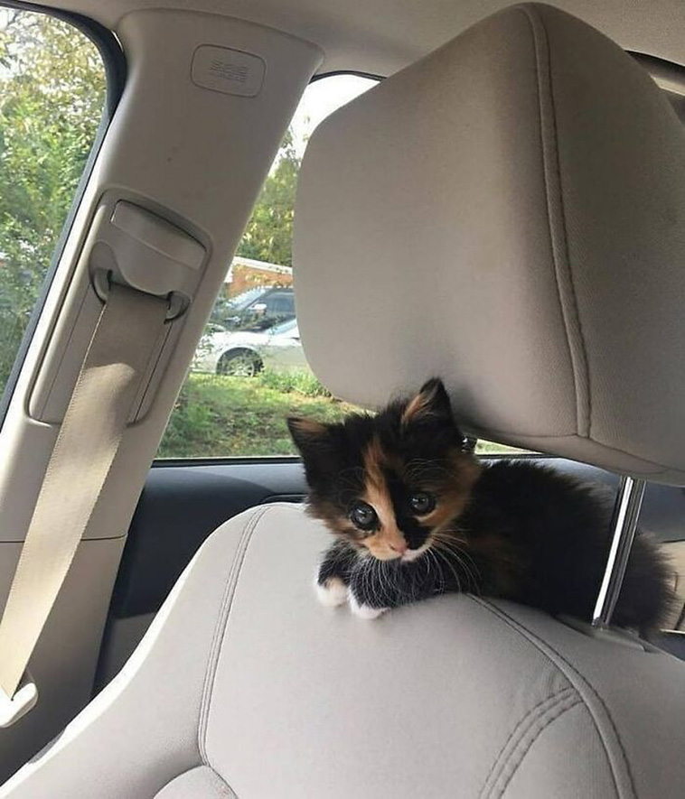 small cats