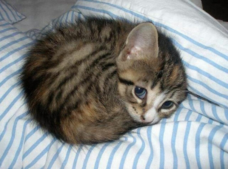 small cats